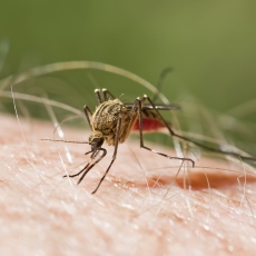 Pencegahan malaria